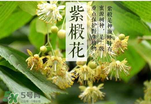 椴樹蜜多少錢一斤？椴樹蜜的功效與作用