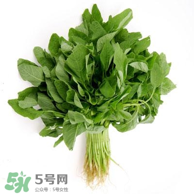 寶寶輔食可以吃哪些蔬菜？寶寶吃蔬菜泥的最佳時(shí)間