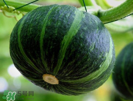 貝貝南瓜什么時候種植？貝貝南瓜什么時候上市