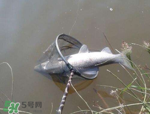 青魚怎么釣？釣青魚用什么餌料最好？
