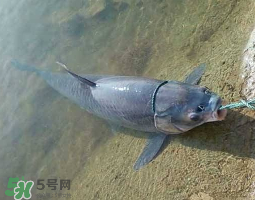 青魚怎么釣？釣青魚用什么餌料最好？