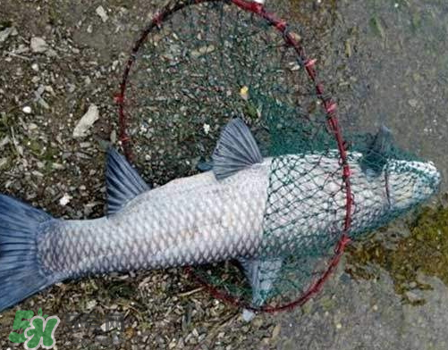 青魚怎么釣？釣青魚用什么餌料最好？