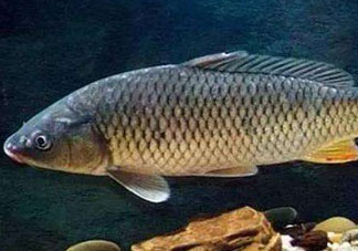 青魚怎么釣？釣青魚用什么餌料最好？