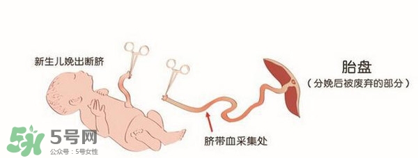 臍帶血有必要保存嗎？臍帶血有什么用？