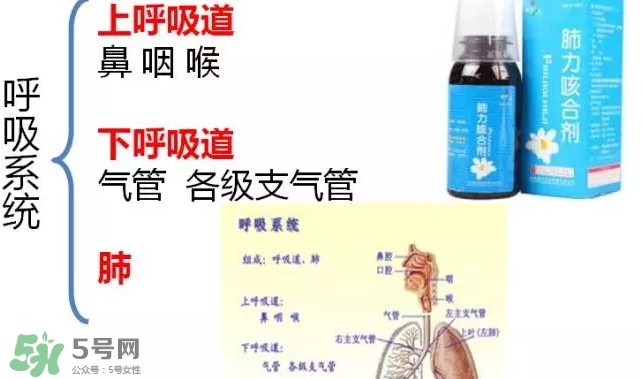 肺力咳合劑多少錢一瓶？