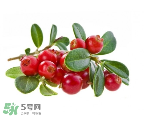 蔓越莓在中國有嗎？蔓越莓怎么辨別真假