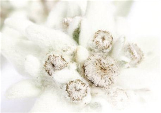 Siin雪絨花孕婦可以用嗎？Siin雪絨花護膚品孕婦合適嗎？