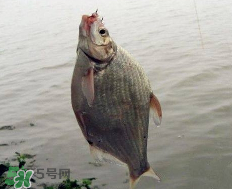 武昌魚(yú)怎么釣？釣武昌魚(yú)用什么餌料？
