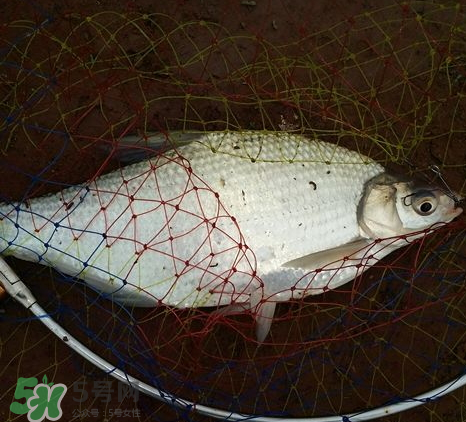 武昌魚(yú)怎么釣？釣武昌魚(yú)用什么餌料？