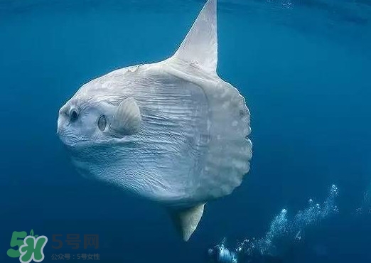 翻車魚是什么魚？翻車魚為什么叫翻車魚