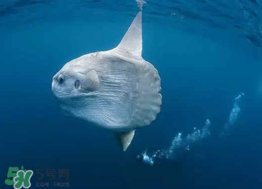 翻車魚能吃嗎？翻車魚有毒嗎