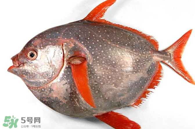 月亮魚是什么魚？月亮魚能吃嗎