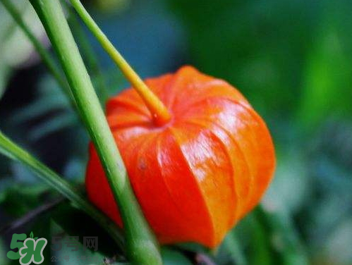 紅姑娘能治療糖尿病嗎？紅姑娘能治什么病？