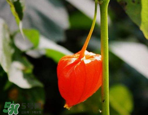 紅姑娘能治療糖尿病嗎？紅姑娘能治什么??？