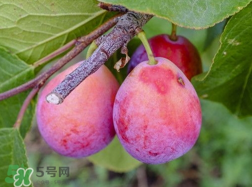 新鮮西梅皮可以吃嗎？西梅皮的功效與作用