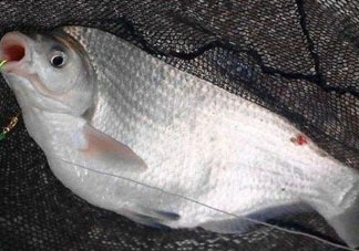 武昌魚怎么釣？釣武昌魚用什么餌料？
