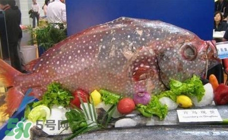 月亮魚是什么魚？月亮魚能吃嗎