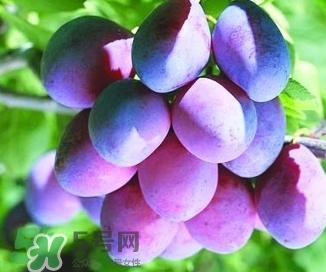 西梅軟的好吃還是硬的好吃？西梅軟的是壞了嗎？