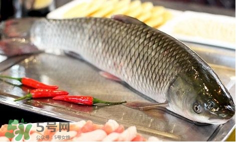 鯇魚和草魚哪個好吃？鯇魚和草魚的區(qū)別