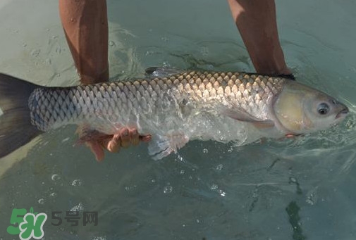 脆肉鯇是草魚嗎？脆肉鯇和草魚有什么區(qū)別