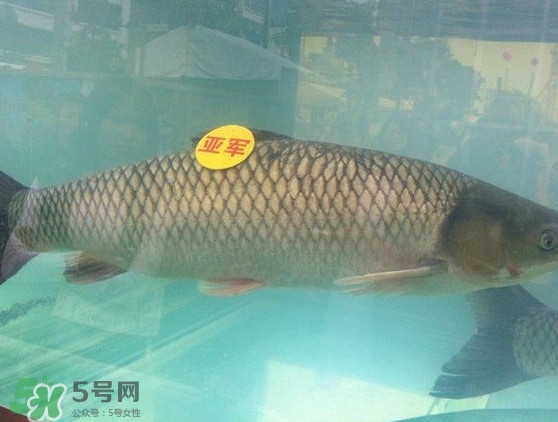 脆肉鯇是什么魚？脆肉鯇口感為什么是脆的