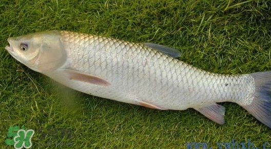 怎樣區(qū)分脆肉鯇和普通鯇魚(yú)？脆肉鯇有什么營(yíng)養(yǎng)價(jià)值？