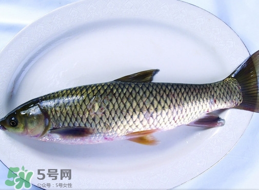 鯇魚是什么魚？鯇魚是怎樣來的