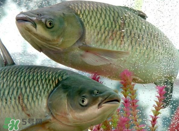 脆肉鯇吃什么的？脆肉鯇和皖魚有什么區(qū)別