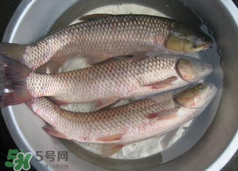 鯇魚是什么魚？鯇魚是怎樣來的