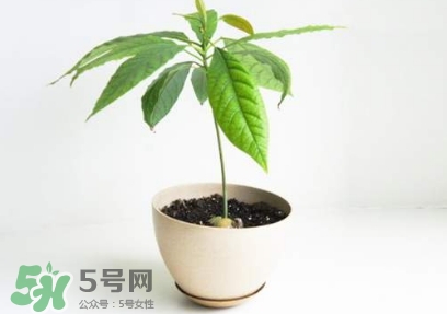牛油果核能吃嗎？牛油果核怎么種盆栽？