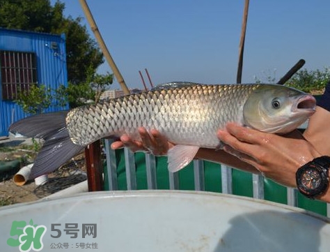 脆肉鯇是什么魚？脆肉鯇口感為什么是脆的