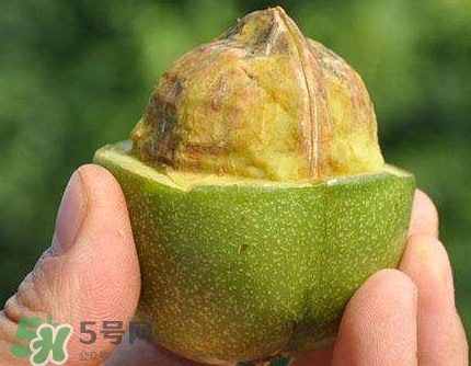 青皮核桃可以冷凍嗎？青皮核桃可以冷藏嗎？