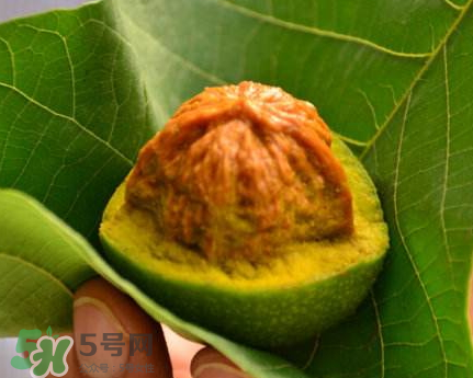 青皮核桃可以冷凍嗎？青皮核桃可以冷藏嗎？