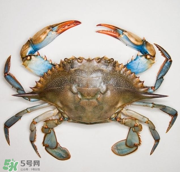 蟹膏是綠色的嗎？蟹膏是黑色的能吃嗎？