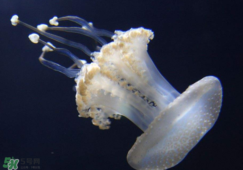 海蜇是生吃嗎？海蜇怎么吃？