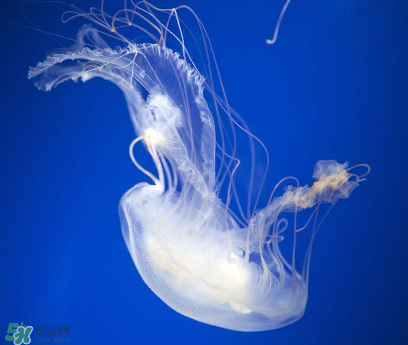 海蜇是生吃嗎？海蜇怎么吃？