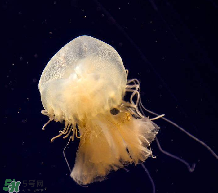 海蜇是生吃嗎？海蜇怎么吃？