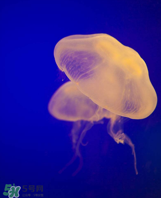 海蜇不能和什么一起吃？海蜇食用禁忌
