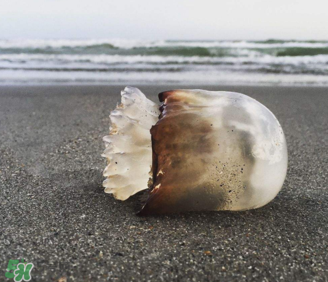 海蜇不泡能吃嗎？海蜇可以直接吃嗎？
