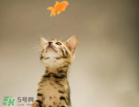 孟加拉豹貓多少錢一只？孟加拉豹貓粘人嗎