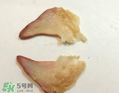 北極貝多少錢一斤？北極貝長什么樣子