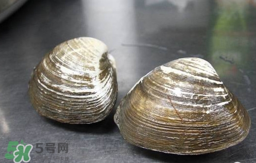 北極貝多少錢一斤？北極貝長什么樣子