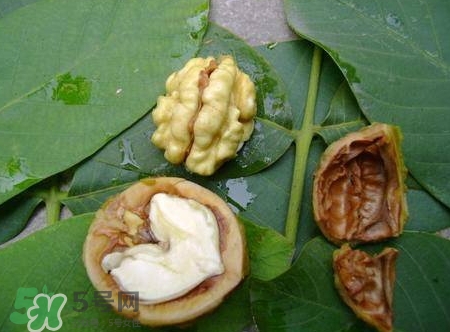 青皮核桃和干核桃哪個營養(yǎng)高？有什么區(qū)別？