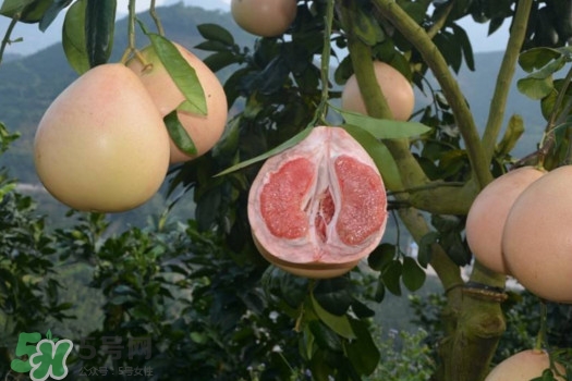 三紅蜜柚口味怎么樣？三紅蜜柚苗多少錢(qián)一棵