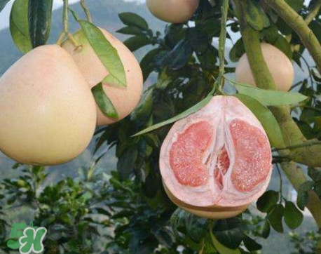 三紅蜜柚怎么挑選？三紅蜜柚種植方法與技巧