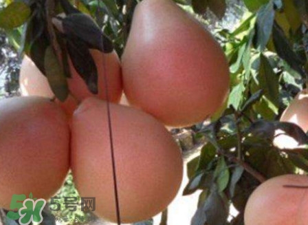 三紅蜜柚怎么挑選？三紅蜜柚種植方法與技巧