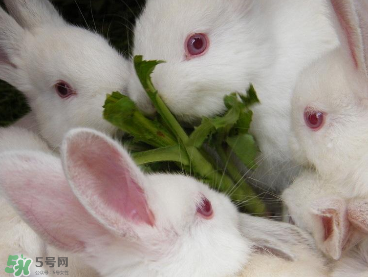 兔肉和羊肉能一起吃嗎？兔肉和羊肉相克嗎？