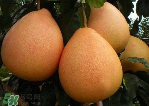 三紅蜜柚什么時(shí)候種植？三紅蜜柚什么時(shí)候成熟