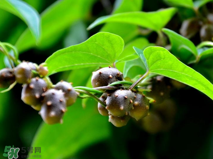山藥豆是怎么長(zhǎng)出來的？山藥豆是山藥的種子嗎？