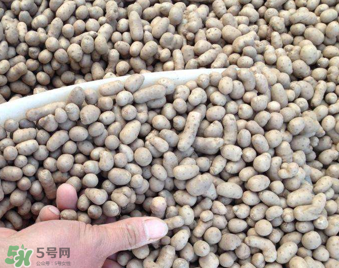 山藥豆能種植嗎？山藥豆怎么種？